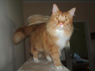Bild zu hat jemand von euch maine coons ?? - Haustiere