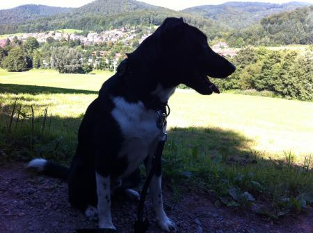 Bild zu 