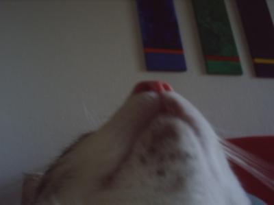 Bild zu Kann das Katzenakne sein? - Haustiere