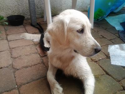 Bild zu Ich dachte mein Hund hat Angst vor Wasser:-)nehme alles zurück:-):-) - Haustiere