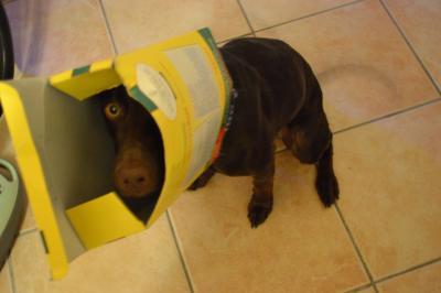 Bild zu EIGENTLICH ist mein Hund ja lieb... - Haustiere