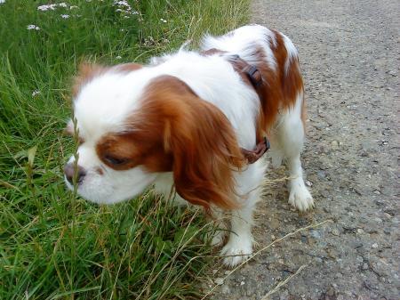 Bild zu