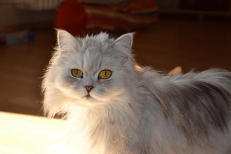 Bild zu