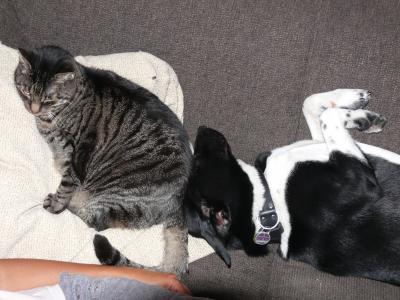 Bild zu Wie Katz und Hund!!! (Foto :-)) - Haustiere