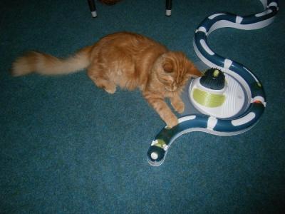 Bild zu mein Kater hat heut 10 Schutzengel gehabt... - Haustiere