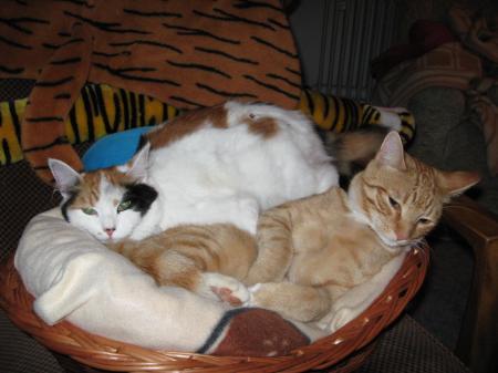 Bild zu 
