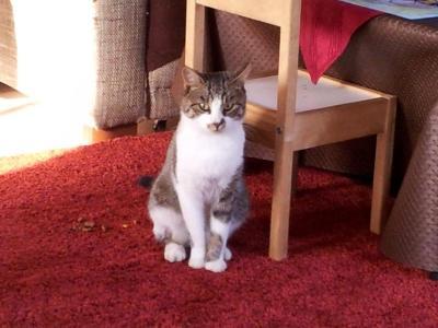 Bild zu Pflegekater :-) - Haustiere