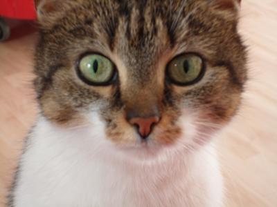 Bild zu Katze hat Blut im Kot..............ich krieg die Krise - Haustiere