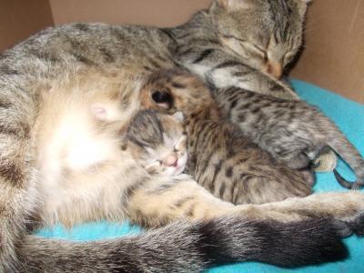 Bild zu süße Katzen abzugeben - Haustiere