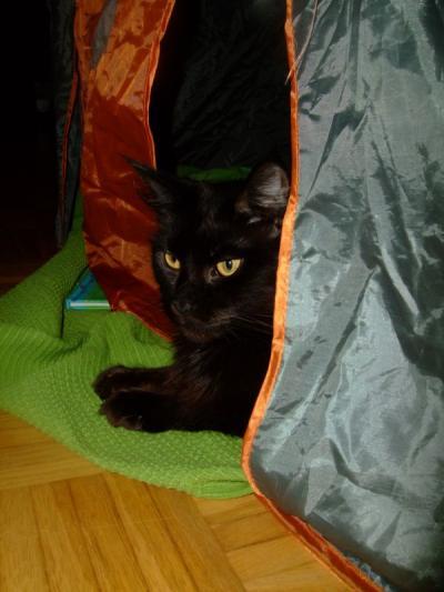 Bild zu Sooo...nun auch ein Foto von der anderen Mieze (Maine Coon "Black Pearl") - Haustiere