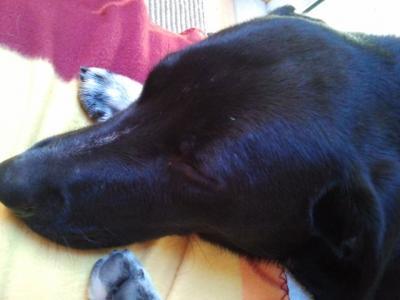 Bild zu mein Sorgenhund... - Haustiere