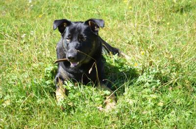 Bild zu Frage an alle Hundebesitzer unter euch - Haustiere