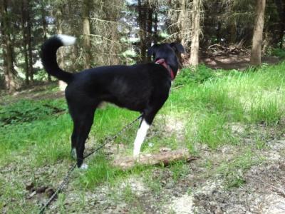 Bild zu Karelischer Bärenhund - Haustiere