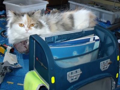 Bild zu Katzentoilette umräumen - Haustiere