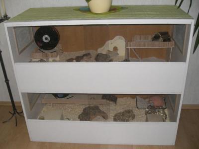 Bild zu Dann frage ich hier auch mal.. 2 Hamsternamen gesucht - Haustiere