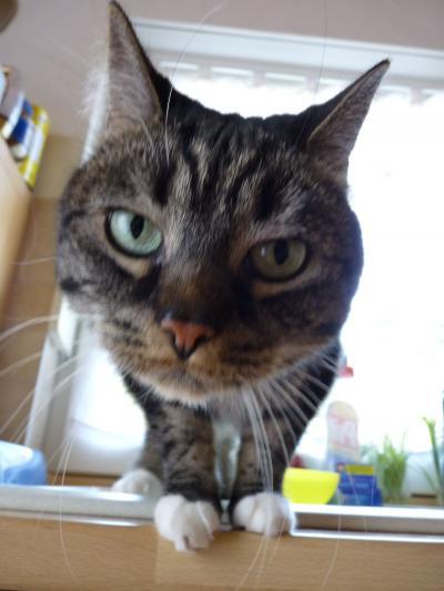 Bild zu katze hat zum wiederholten male struvitsteine - Haustiere