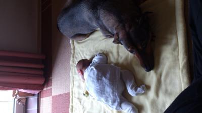 Bild zu Hund und fast 8 Wochen altes Baby - Haustiere
