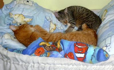 Bild zu neuer Kater ... - Haustiere