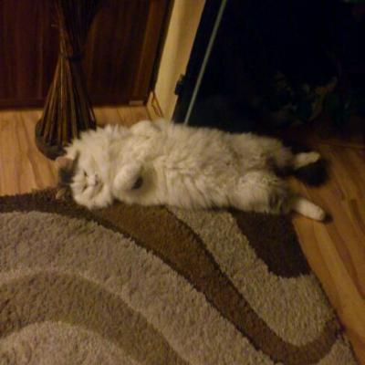 Bild zu Kater oder Katze ? - Haustiere