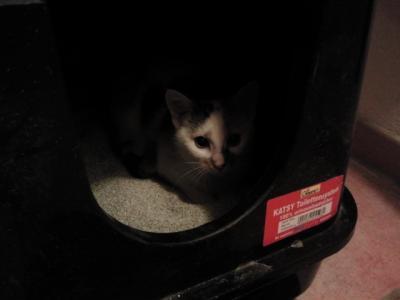 Bild zu Wir wagen es (Vergesellschaftung) - Katzenfotos der beiden Kleinen - Haustiere