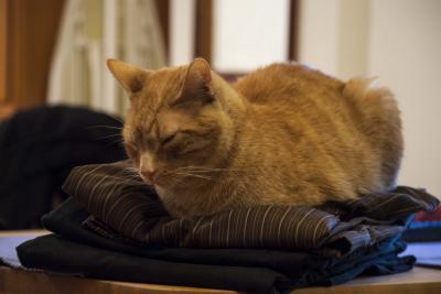 Bild zu sturer Kater - Haustiere