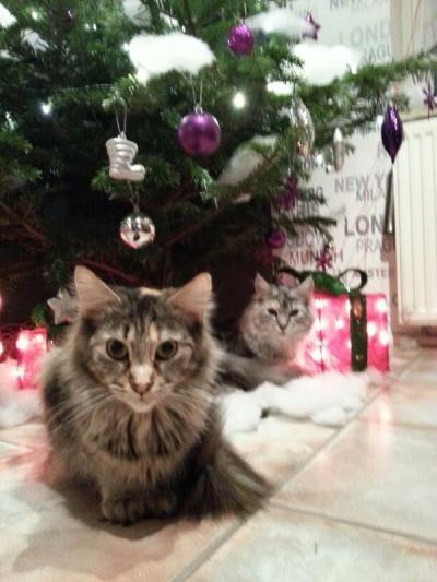 Bild zu Welpe an Katzen gewöhnen - Haustiere