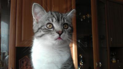 Bild zu Eine Katze für die Familie ?! - Haustiere