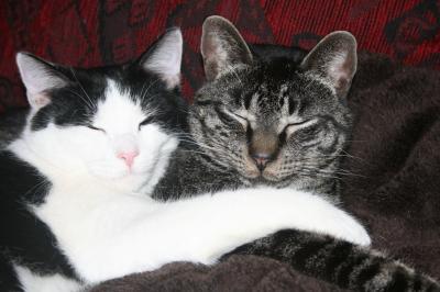 Bild zu 2 Kater, dritter dazu? - Haustiere