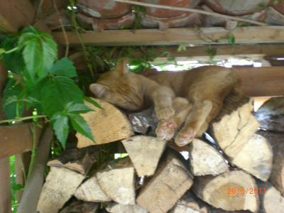 Bild zu Katzenklo und Freigänger - Haustiere