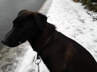 Bild zu Familie und der Hund! - Haustiere