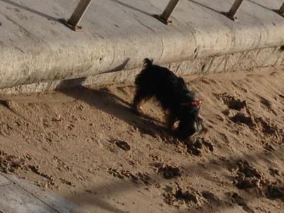 Bild zu Strand beschnuppern... - Haustiere