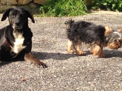 Bild zu Toben in der Sonne - Haustiere