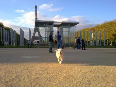 Bild zu Hunde Frage - Haustiere