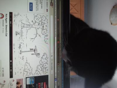 Bild zu YouTube für Katzen - Haustiere