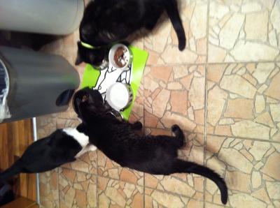 Bild zu Zusammenführung Kater mit Foto - Haustiere