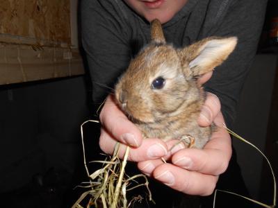Bild zu Kaninchenbabys sind 3 Wochen alt...Foto - Haustiere