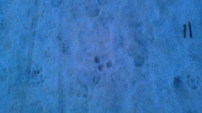 Bild zu Wer war das (Tierspur) - Haustiere