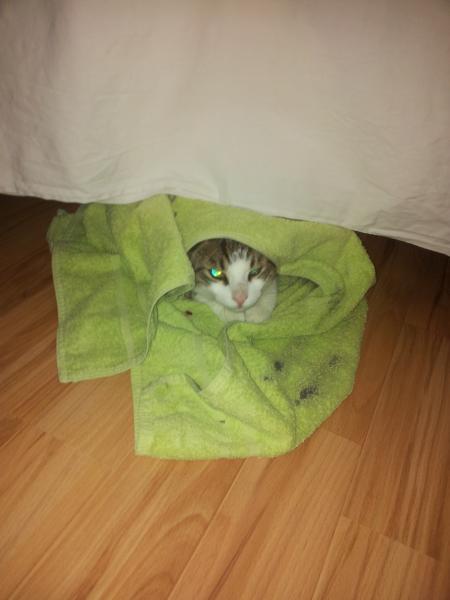Bild zu 