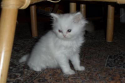 Bild zu Am Samstag zieht endlich unsere Süße ( Katze ) ein. Namen gesucht.... - Haustiere