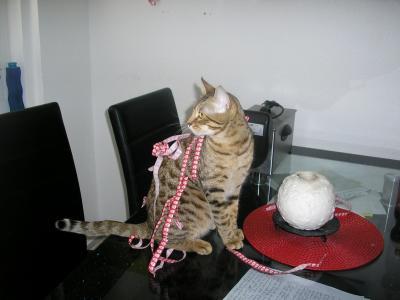 Bild zu Ich möchte euch meinen Ocicat Kater vorstellen! - Haustiere