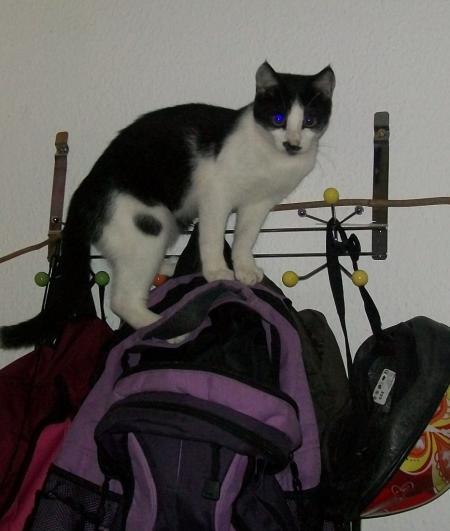 Bild zu 