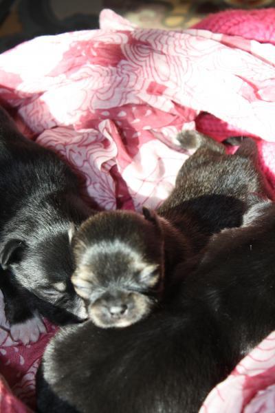 Bild zu Unsere ersten Chihuahua Babies sind da - Haustiere