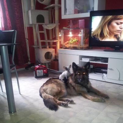 Bild zu