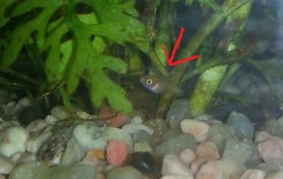 Bild zu Gibt es auch Aquariumbesitzer? - Haustiere