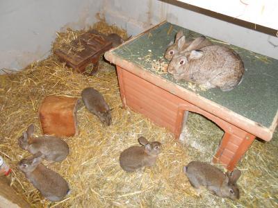 Bild zu unsere kaninchenbabys sind heute ausgezogen - Haustiere