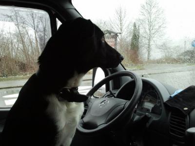 Bild zu Merlin macht Ferien - Haustiere