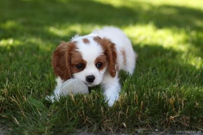 Bild zu Erste Hund - Haustiere