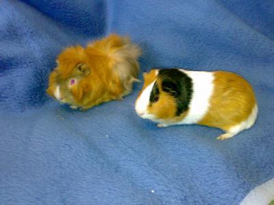 Bild zu Meerschweinchen tot - Haustiere