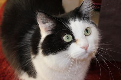 Bild zu Katzen"hilfe" gesucht^^ - Haustiere