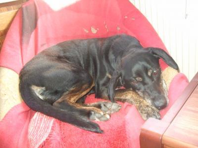 Bild zu unser Hund ist wieder zu Hause - Haustiere